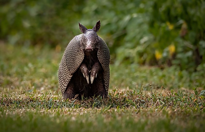 An armadillo