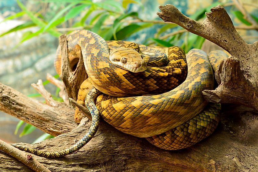 An Australian scrub python (Simalia kinghorni)