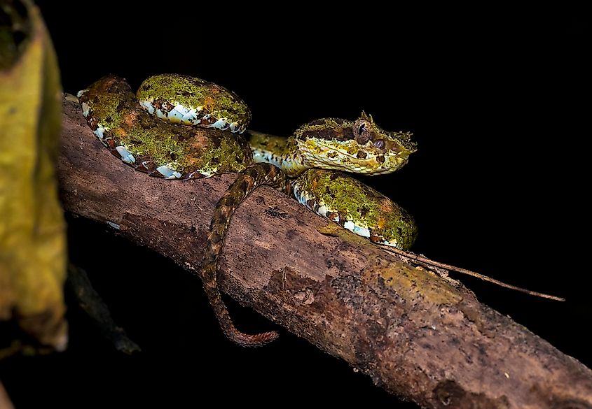 An eyelash viper (Bothriechis schlegelii)