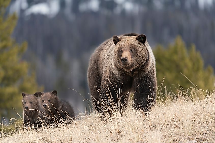 A grizzly bear with its cubs