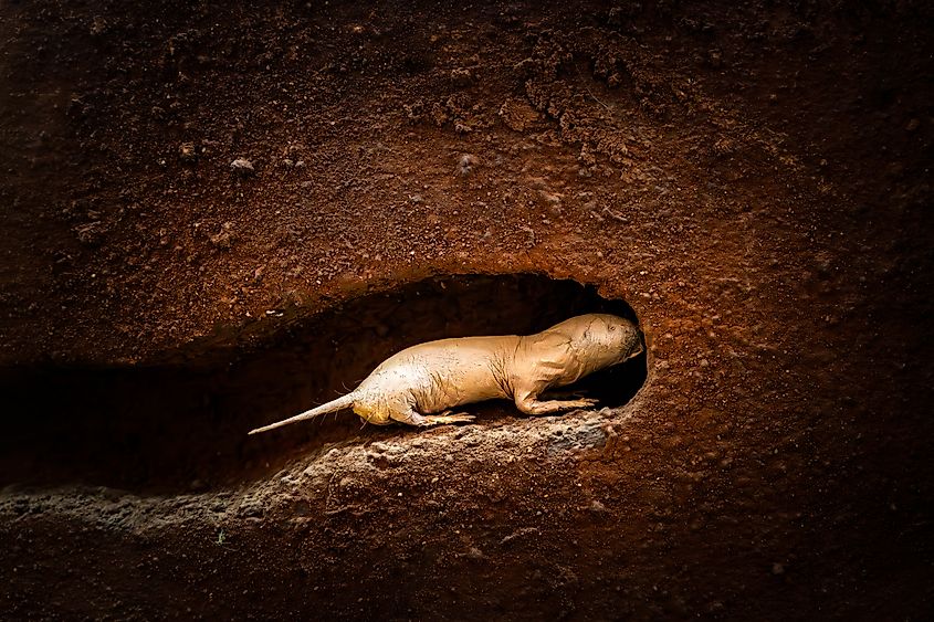A naked mole-rat (Heterocephalus glaber)