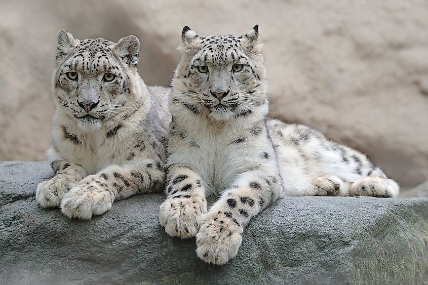 A pair of snow leopards.