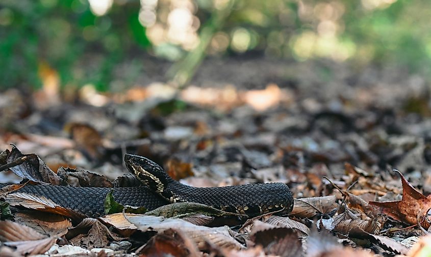 A northern cottonmouth (Agkistrodon piscivorus) resting on Snake Road in Shawnee National Forest