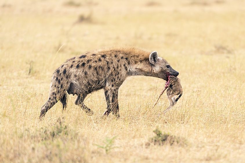 Spotted hyena with a fresh kill at the Maasai Mara Conservancy in Kenya, Africa.