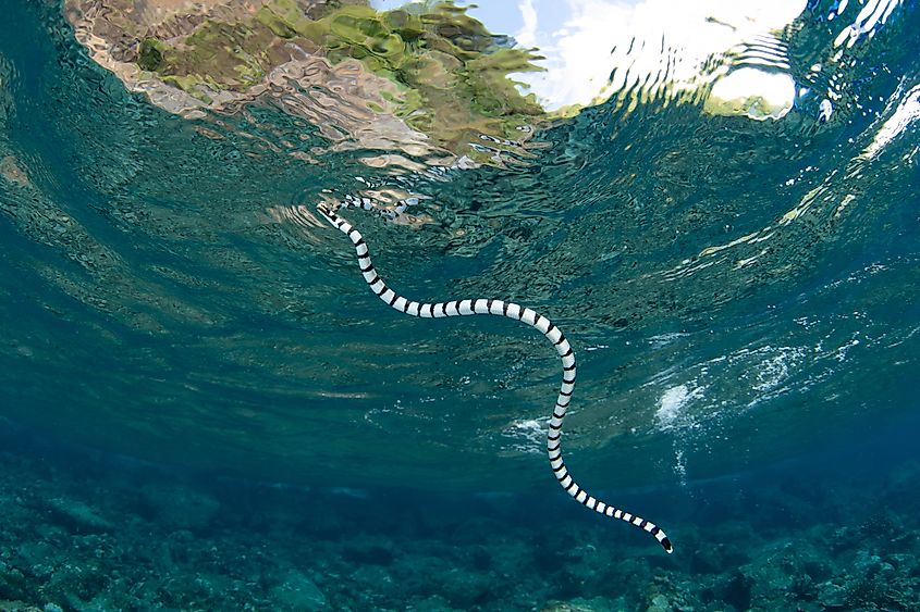 A Banded sea krait, Laticauda colubrina, swims under the surface at Pulau Serua in the Banda Sea, Indonesia. This remote island harbors aggregations of these venomous yet docile sea snakes. Via Shutterstock / Ethan Daniels.