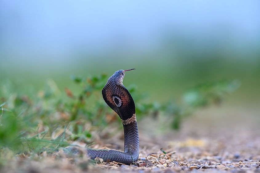 A monocled cobra (Naja kaouthia)