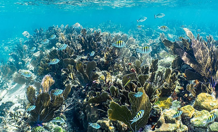 View of the fish in the water of John Pennekamp Coral Reef State Park