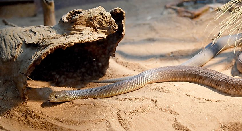 A mulga snake (Pseudechis australis)