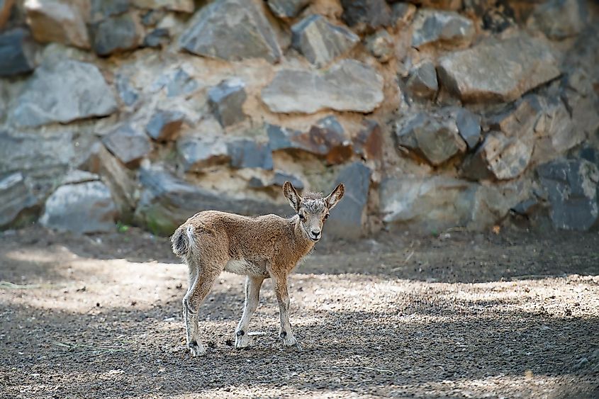 A Siberian ibex in the Gobi Desert.