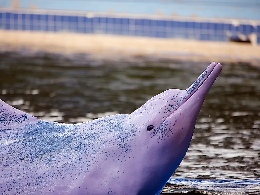 An Amazon river dolphin (Inia geoffrensis)