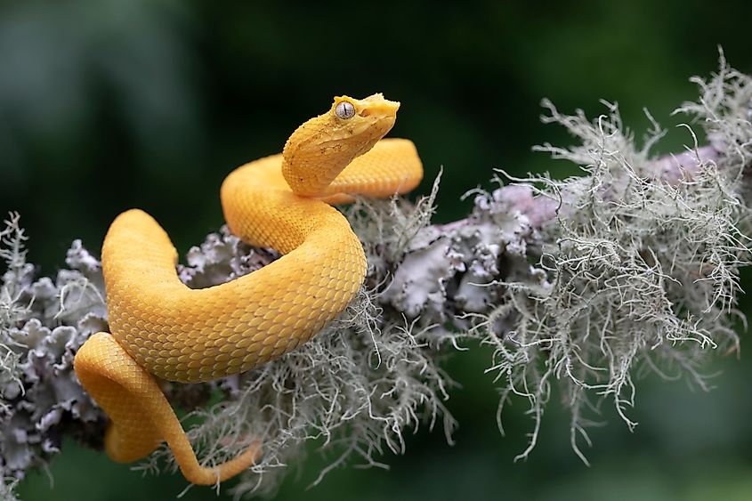 An eyelash viper (Bothriechis schlegelii)