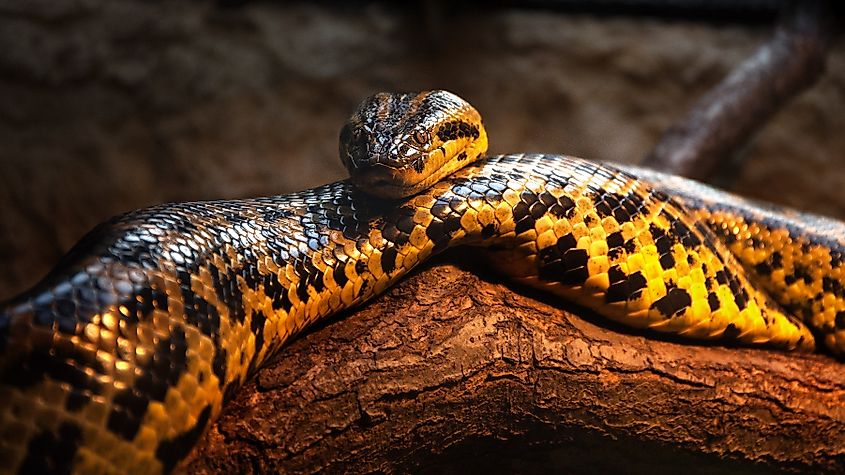 Close up Yellow Anaconda