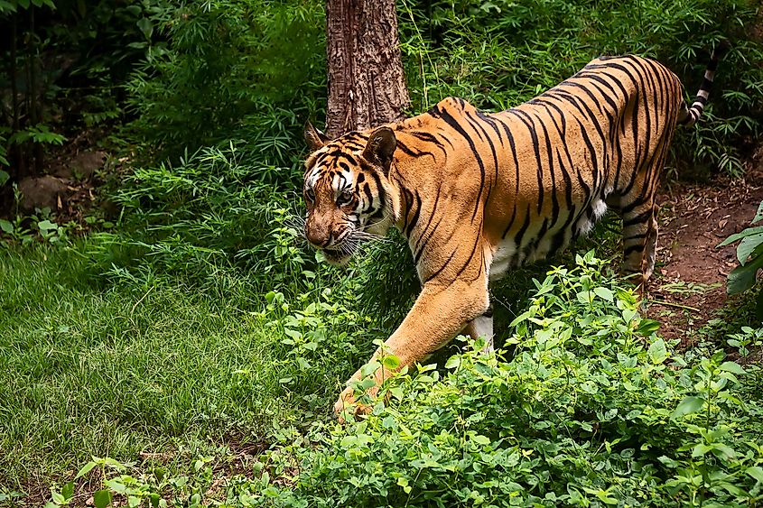 An Indochinese tiger (Panthera tigris corbetti)