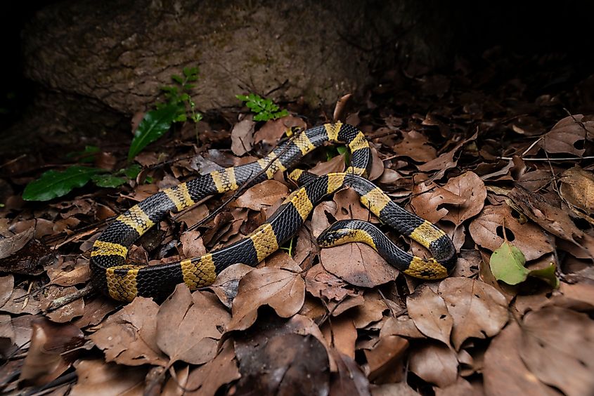A banded krait among leaf litter and forest debris.