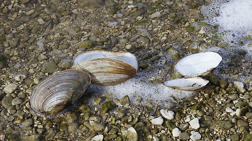 Freshwater mussels