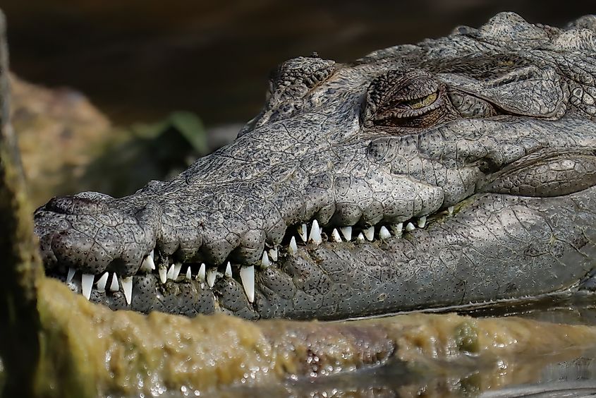 An American crocodile (Crocodylus acutus)