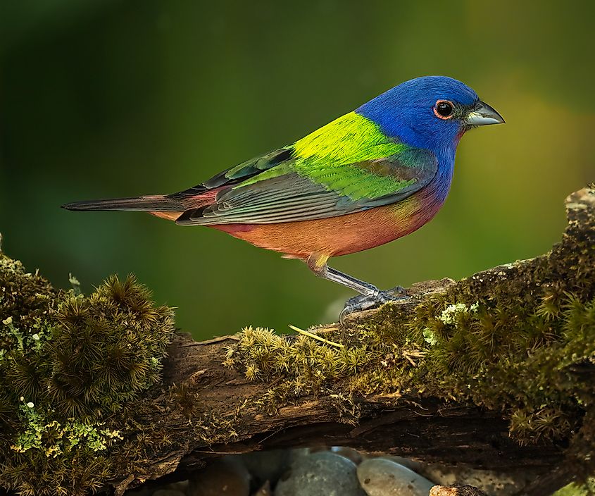 A painted bunting (Passerina ciris)