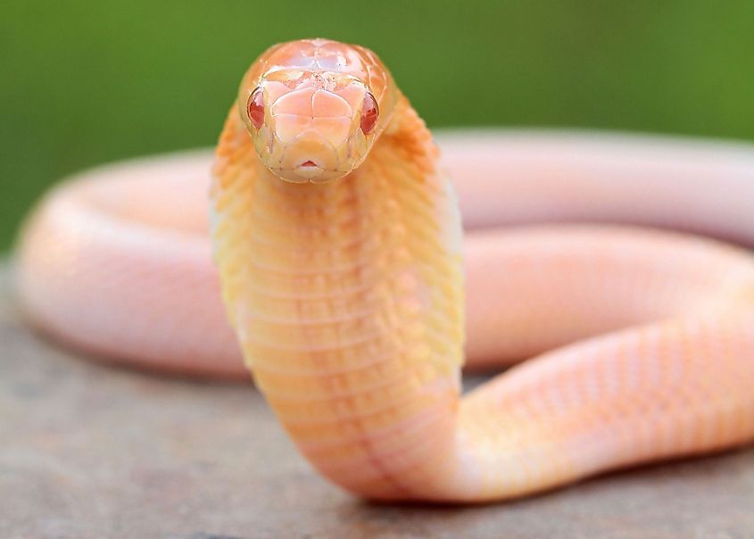A juvenile albino monocled cobra