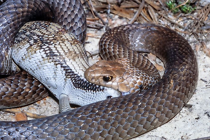 An eastern brown snake preying on an eastern blue-tongued lizard