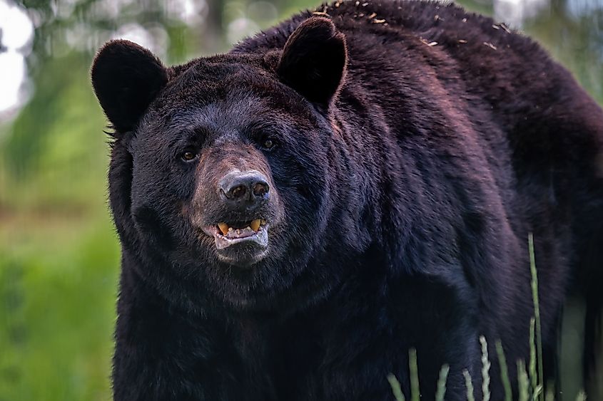 Old american black bear, Ursus americanus (Credit: Lubos Chlubny via Shutterstock)