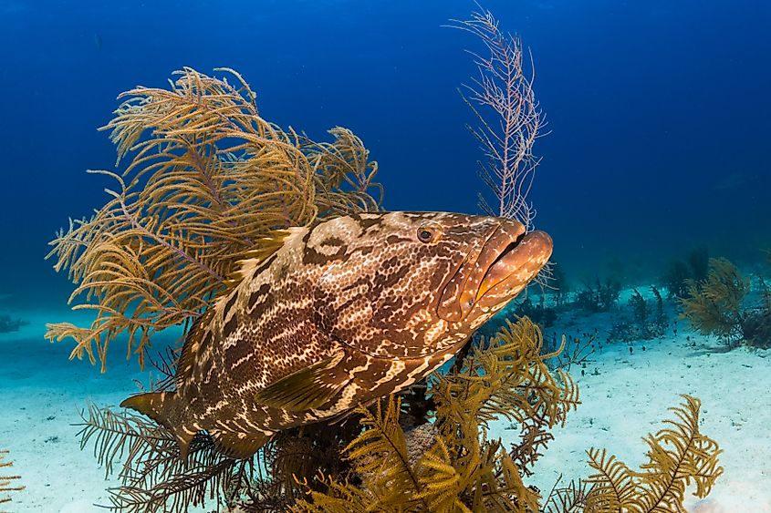 A goliath grouper (Epinephelus itajara)