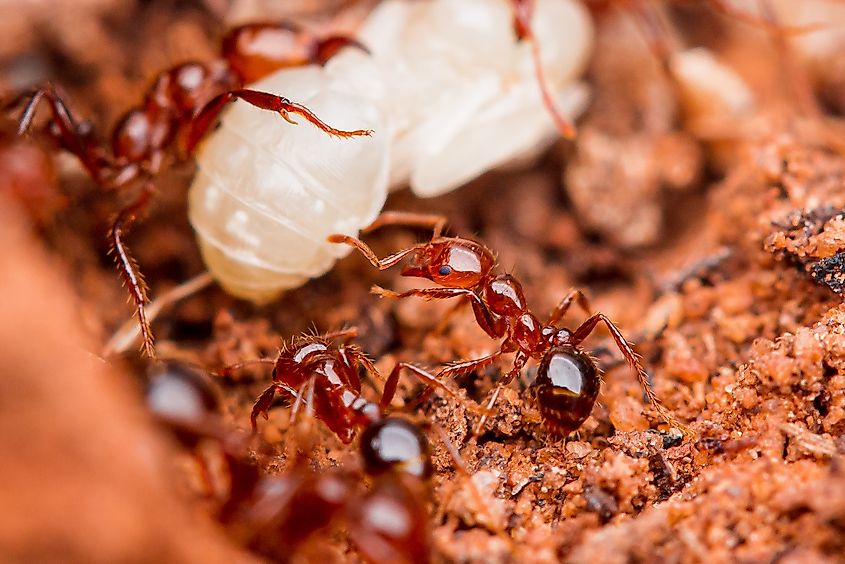 Several fire ants surrounding an ant pupa