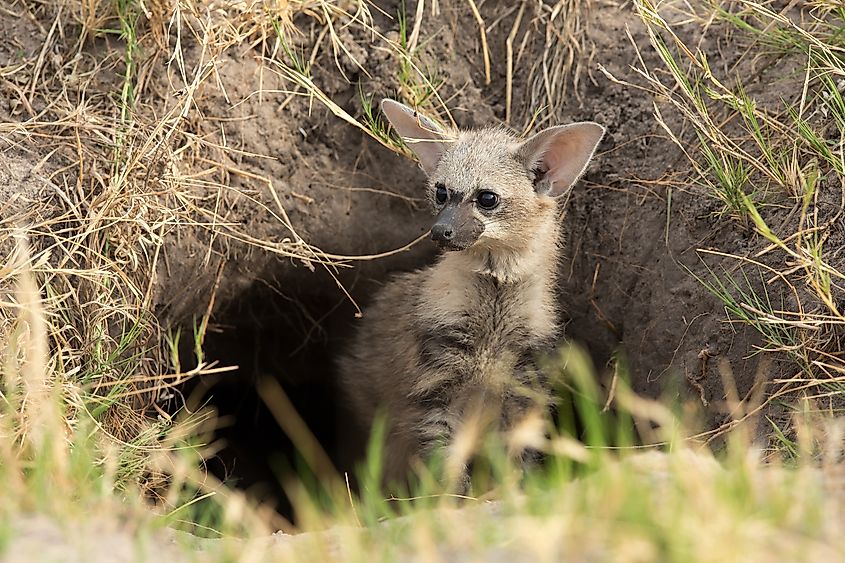 An aardwolf cub