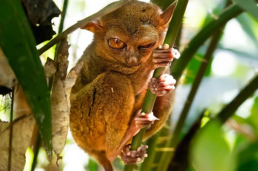 A Philippine tarsier