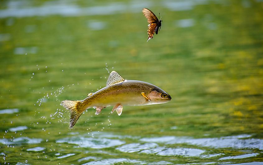 A rainbow trout (Oncorhynchus mykiss)