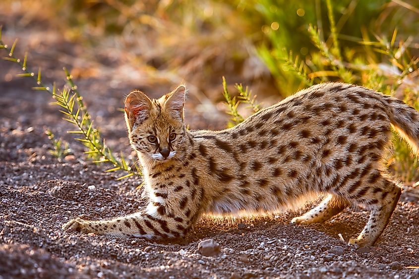 A serval (Leptailurus serval)