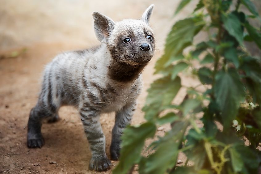 A striped hyena cub