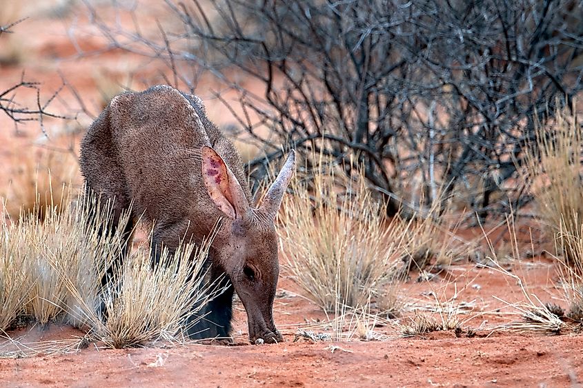 An aardvark (Orycteropus afer)