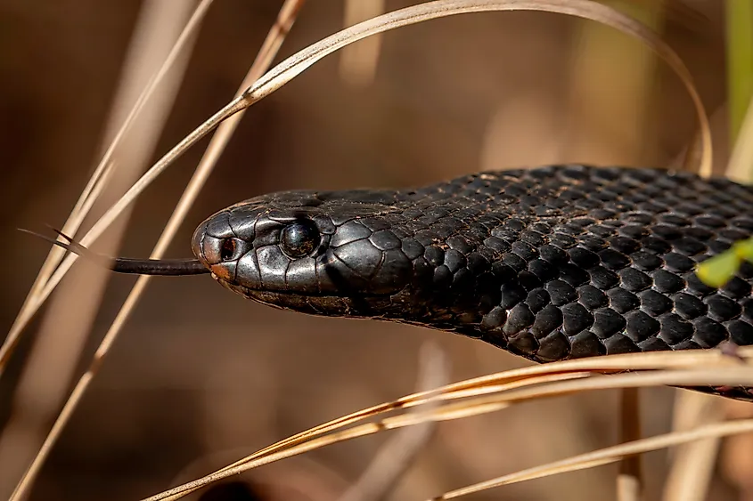 A red-bellied snake (Pseudechis porphyriacus)