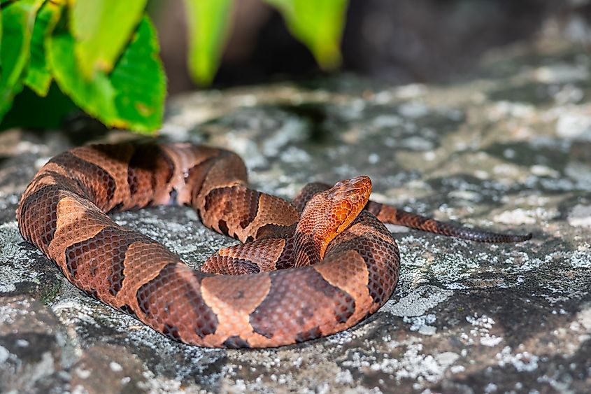 An eastern copperhead (Agkistrodon contortrix)
