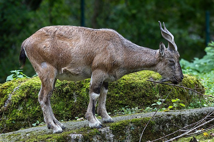 A Turkmenian markhor (Capra falconeri heptneri)