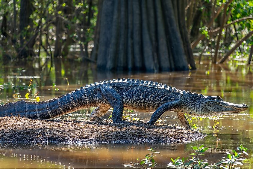 An American alligator.