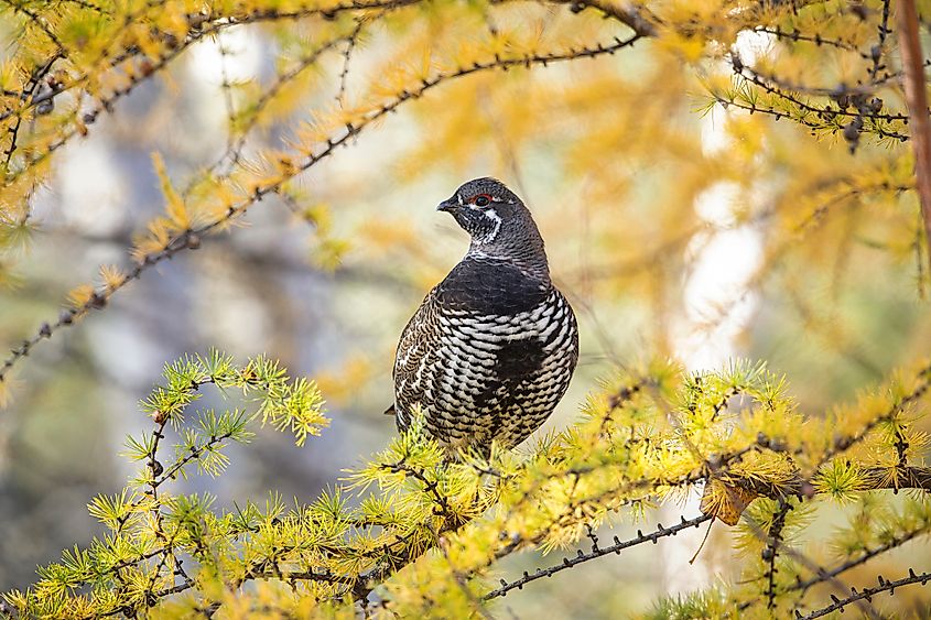 A spruce grouse (Canachites canadensis)