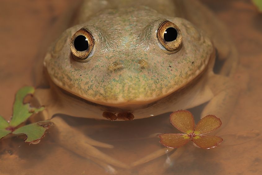 A close-up of a water-holding frog.