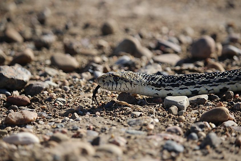 A bull snake (Pituophis catenifer sayi)