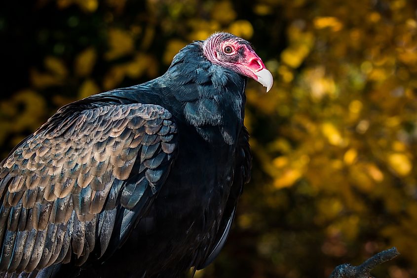 A turkey vulture in flight.