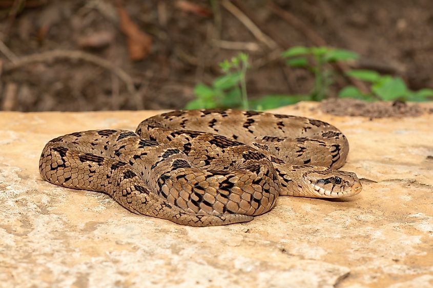A rhombic night adder (Causus rhombeatus)