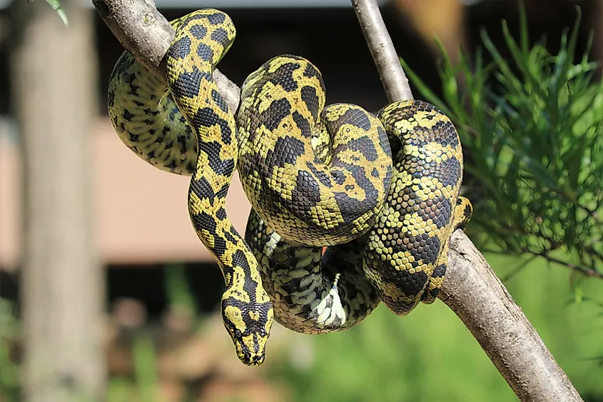 Carpet python coiled around a branch 