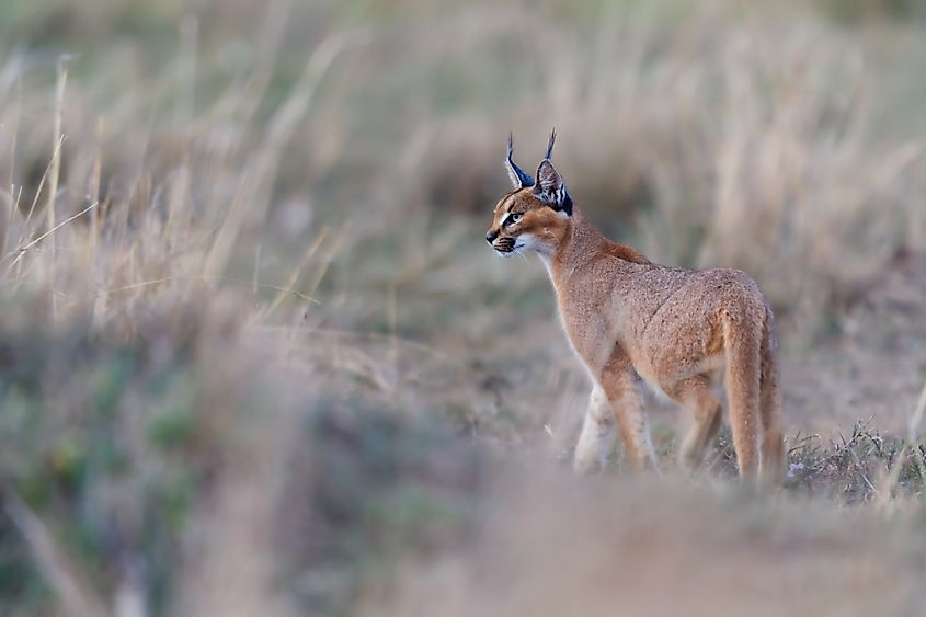 A caracal (Caracal caracal)
