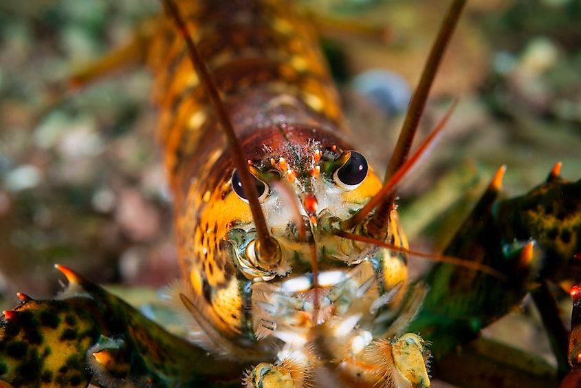 Close up of an American lobster underwater foraging for food on a rocky bottom of the Gulf of St. Lawrence.