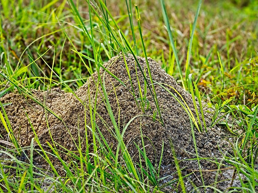 A fire ant mound