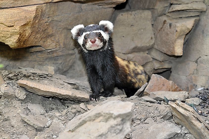 A marbled polecat (Vormela peregusna)