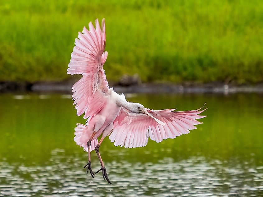A roseate spoonbill (Platalea ajaja)