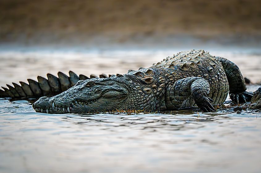 A mugger crocodile (Crocodylus palustris)