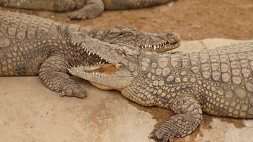 Two Nile crocodiles resting together
