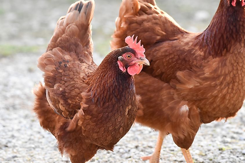 A Rhode Island red chicken (Gallus gallus domesticus)